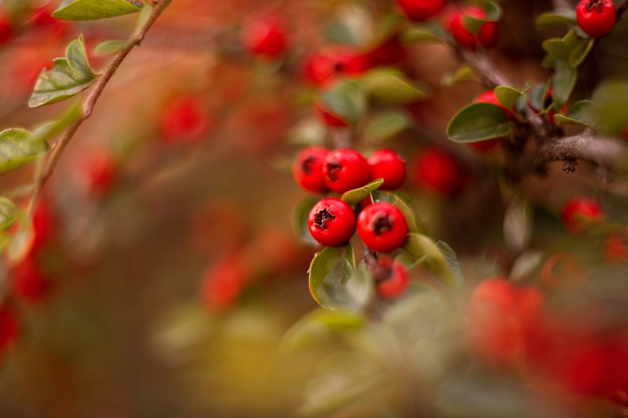 Read berries with green leaves