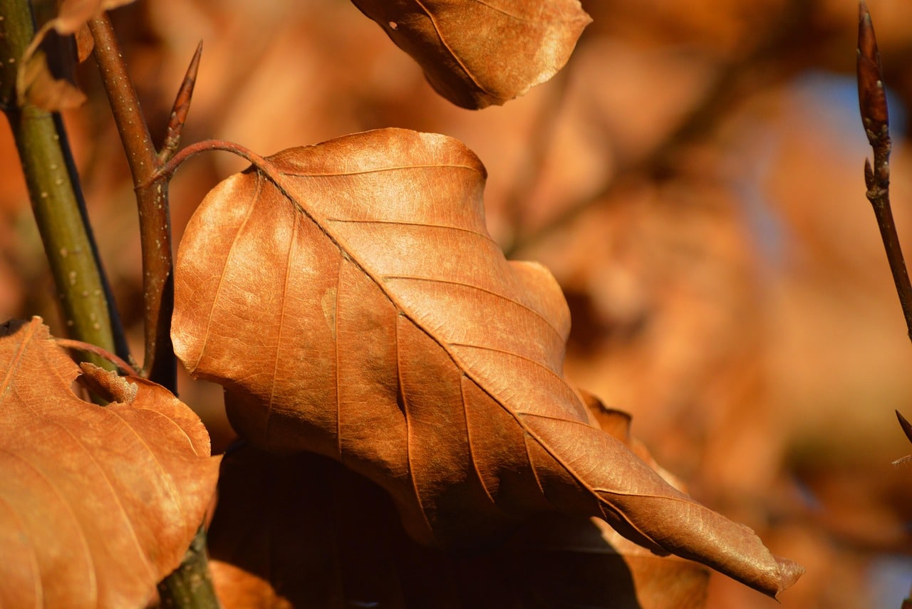 A velvet brown leaves