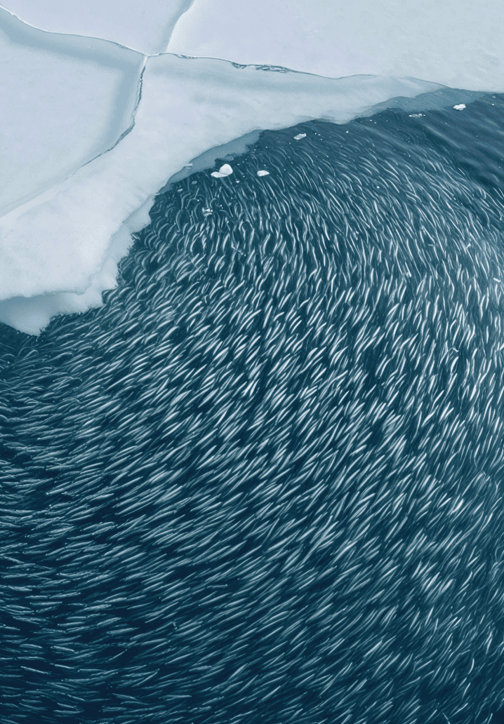 A mass of fishes in the ocean